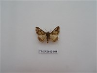 藏品(尺蛾170)的圖片